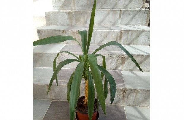 Yucca szobanvny, juka plma. 75 cm