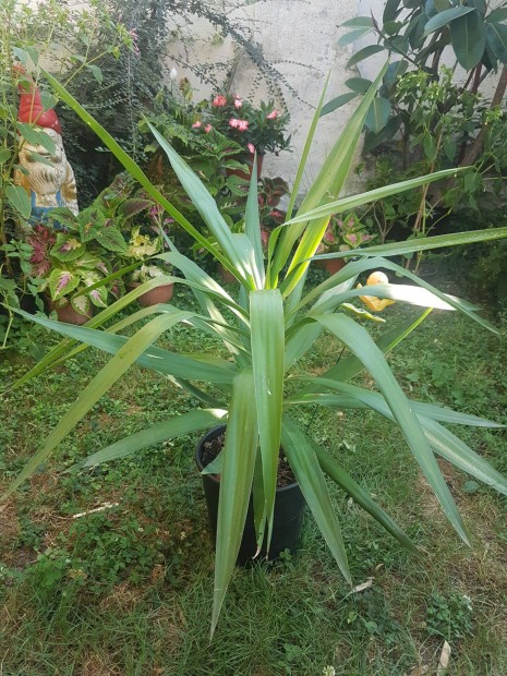 Yucca szobanvny jukka 90 cm