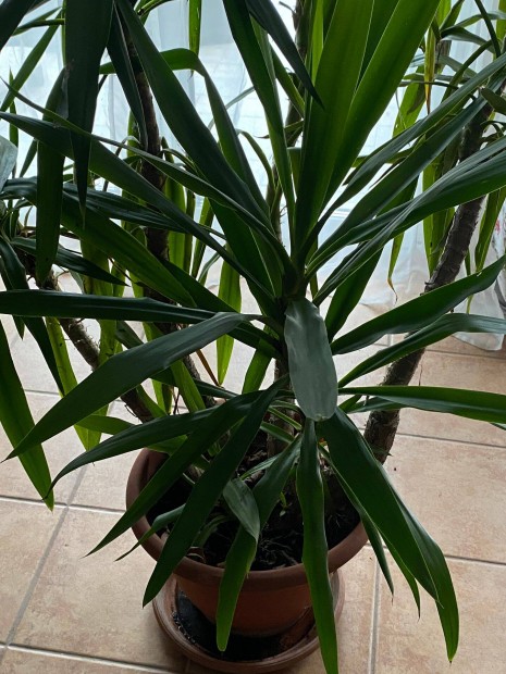 Yucca yukka 170+ cm Trnokon