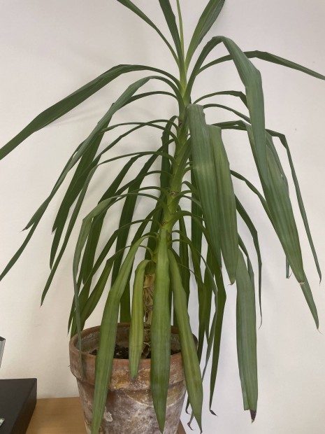 Yucca yukka elad