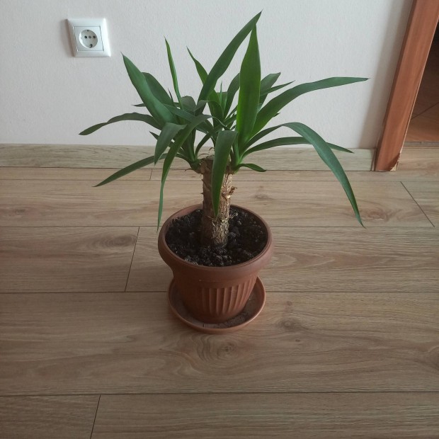 Yukka (jukka) elad�