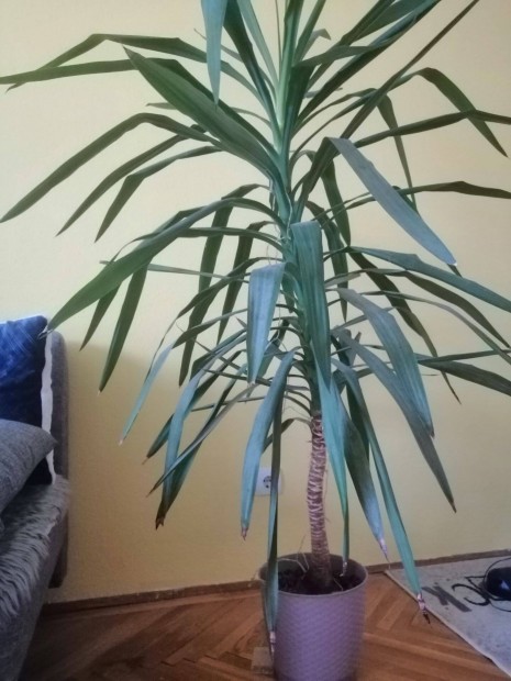 Yukka pálma szobanövény