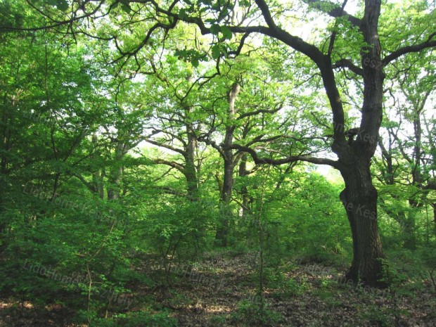 Zalacsny legszebb rszn panorms fejlesztsi terlet elad!