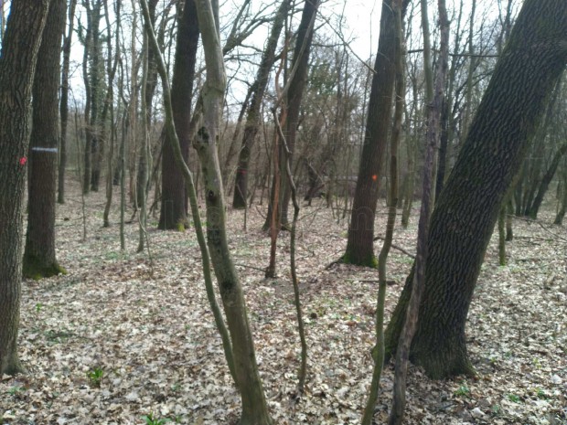 Zalasz�nt�n egy s�k telek, befektet�snek vegye meg!