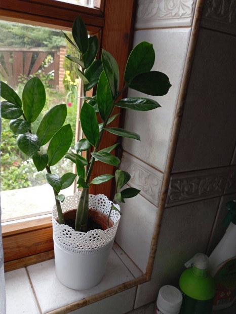Zamia pálma (legény forgó pálma)