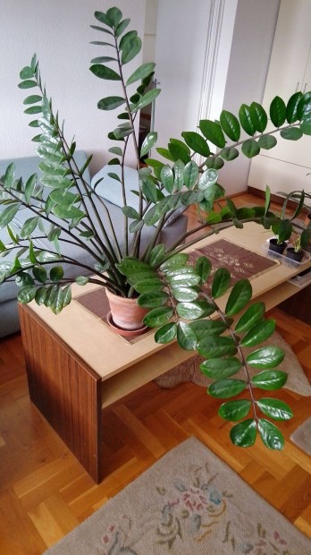 Zamioculcas 22 ggal