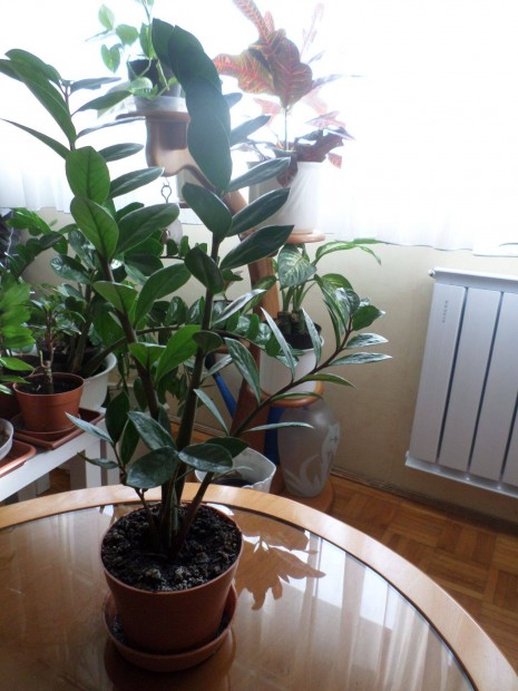 Zamioculcas Legnyplma Szobanvny, Szobanvnyek Nvny, Nvnyek