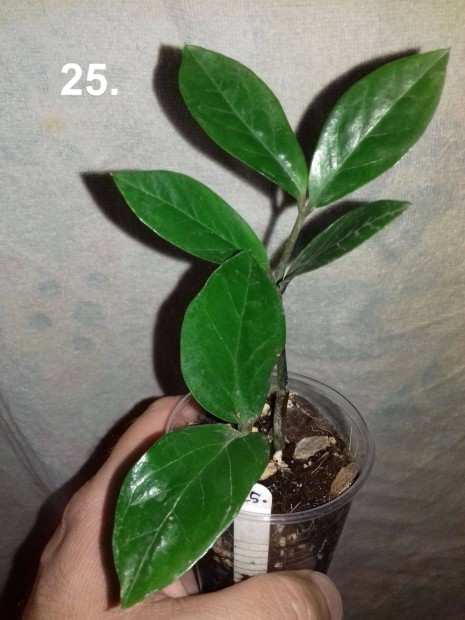 Zamioculcas Zamiifolia 25.sz