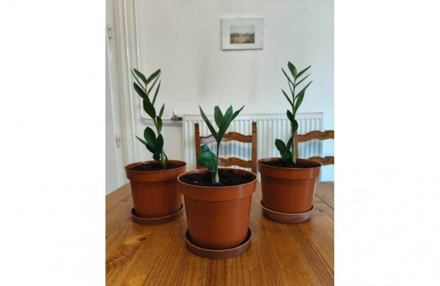 Zamioculcas - Leg�nyp�lma