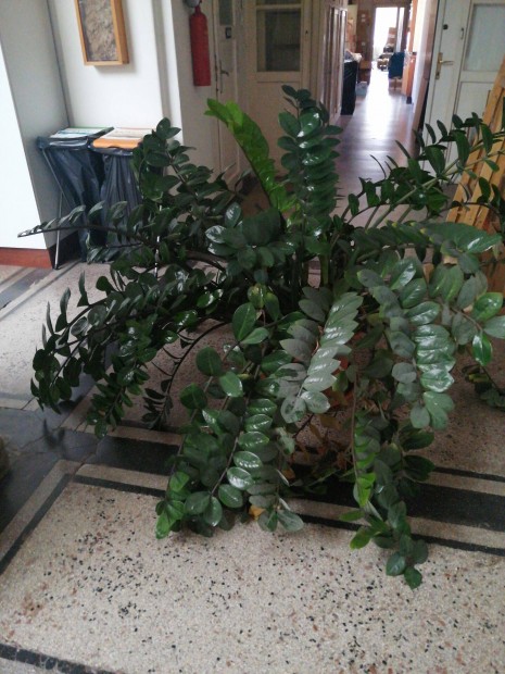 Zamioculcas elad