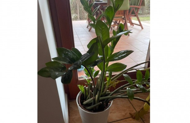 Zamioculcas szobanvny IKEA Muskot 19 cm-es kaspjval elad