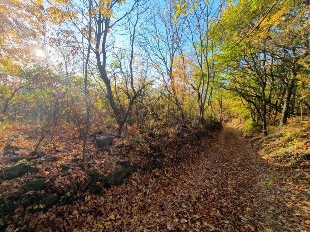 Z�rtkerti ingatlan Csob�nc v�r�t�l p�r percnyi s�t�ra