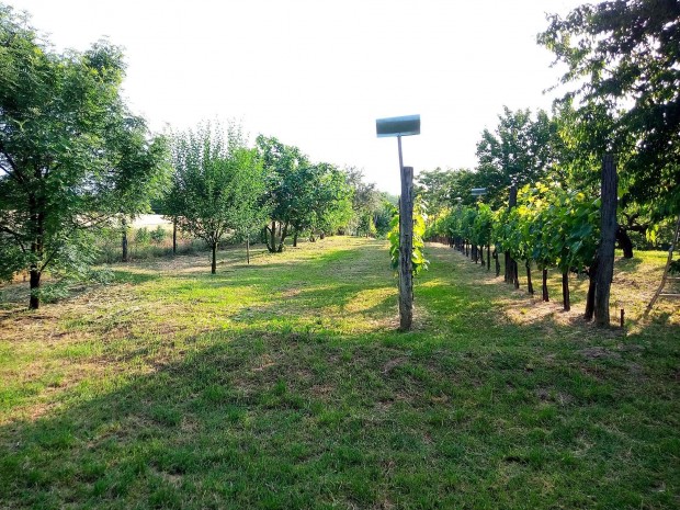 Zrtkerti ingatlan, gymlcss s sznt