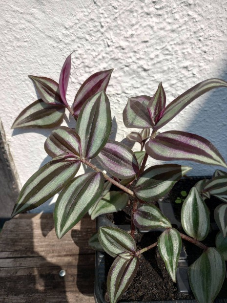 Zebrapletyka Tradescantia zebrina