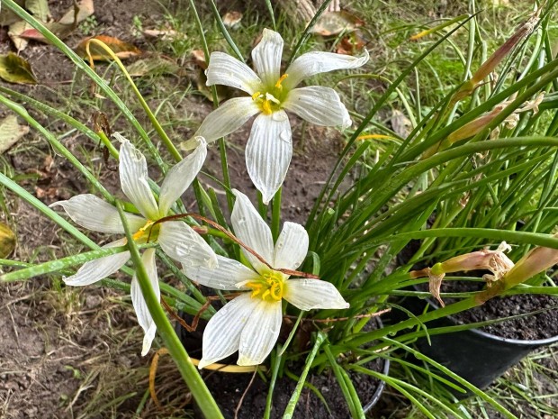 Zefrvirg - kontneres esliliom szellvirg Zephyranthes candida