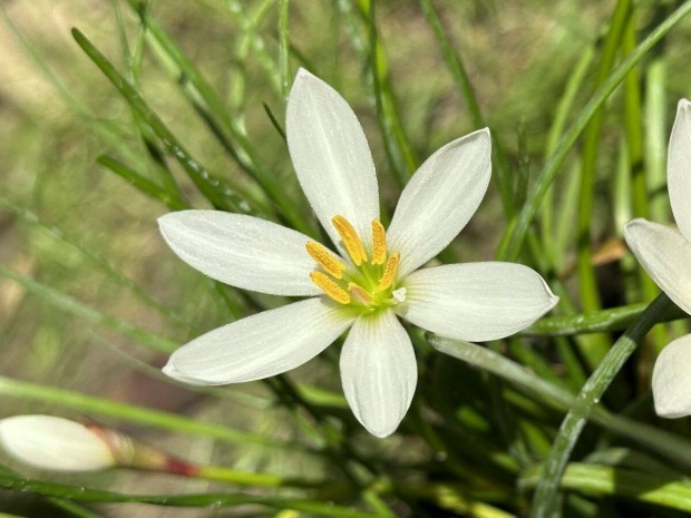 Zefrvirg - kontneres esliliom szellvirg Zephyranthes candida