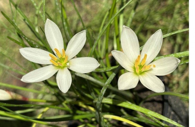 Zefrvirg - kontneres esliliom szellvirg Zephyranthes candida