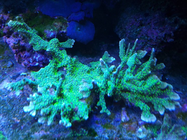 Zld Montipora tengeri l korall