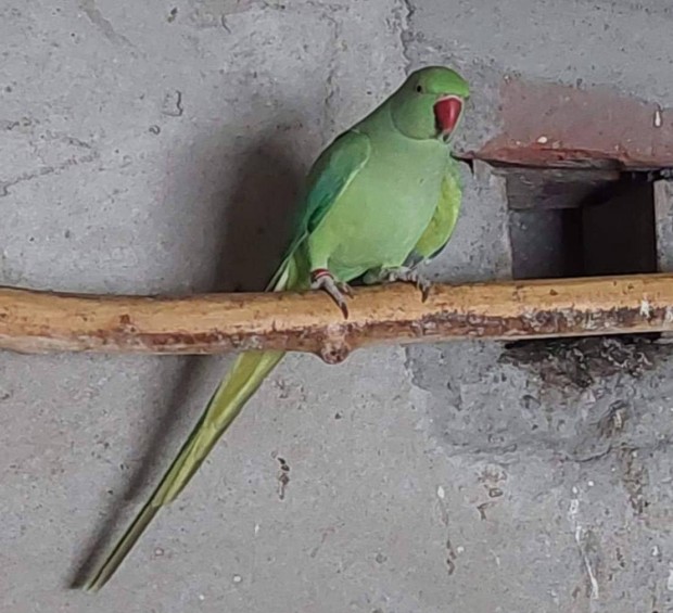 Z�ld kis s�ndor h�m