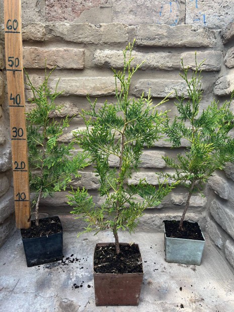 Zld nyugati tuja - Thuja occidentalis 'Brabant' - 40/60