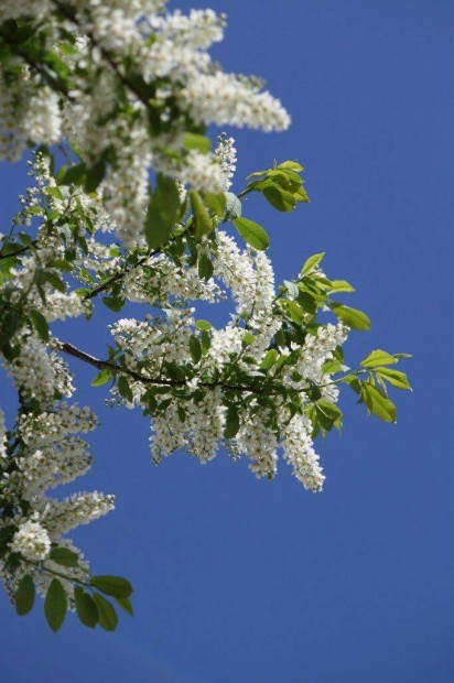 Zselnicemeggy Prunus padus mjusfa gyngyvirgfa kontneres