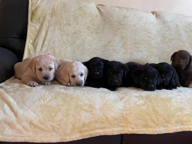 Zsemle , Fekete és Csoki barna Labrador kiskutyák