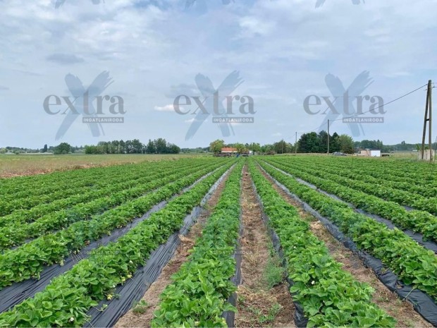 Zsomb�n, 6718 m2-es mez�gazdas�gi ter�let elad�...