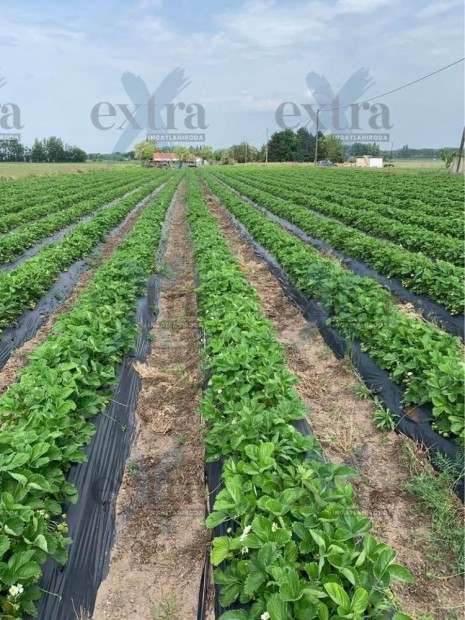 Zsomb�n, 8500m2-es mez�gazdas�gi ter�let elad�...