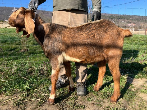 'A' t�rzsk�nyves anglo-n�biai teny�szbak