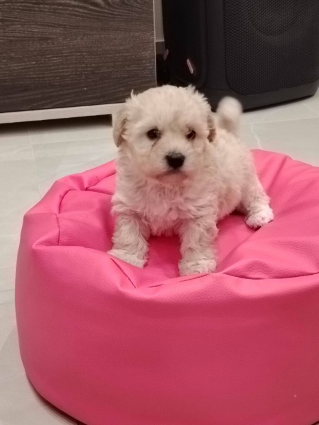 (Maltipoo) Gynyr kan kiskutya elad