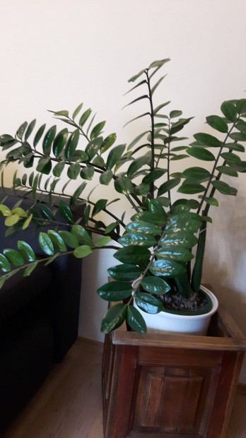 "Zamioculcas" -Legnyplma-