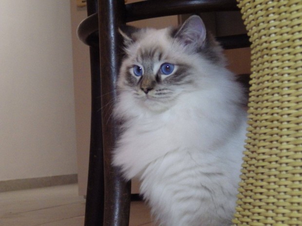 +Zara+ Trzsknyves Ragdoll cica! Seal Lynx Mitted lny!