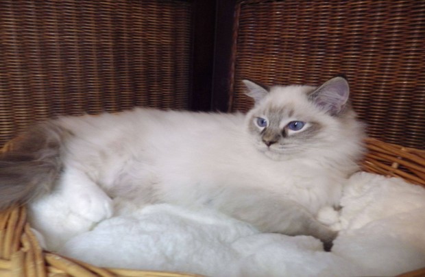 +Zara+ Trzsknyves Ragdoll cica! Seal Lynx Mitted lny!