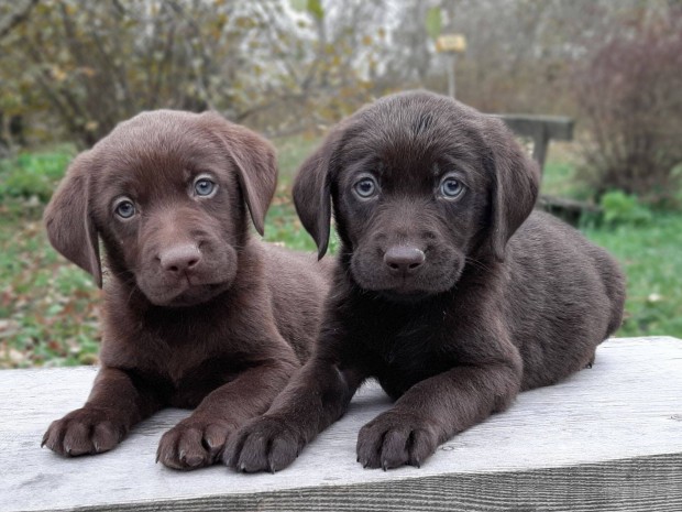 (csoki) barna labrador retriever elad