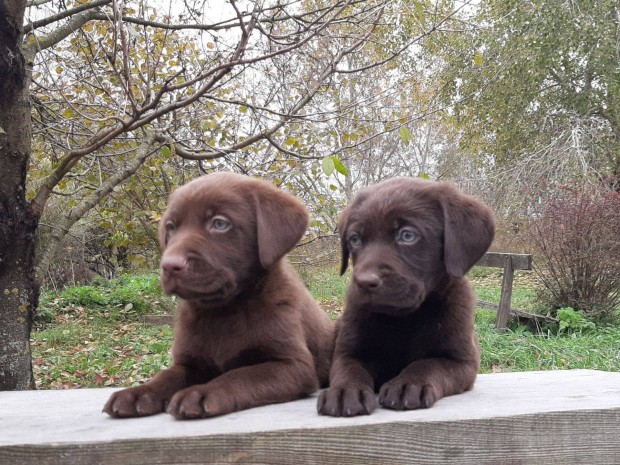 (csoki)barna elad labrador retriever