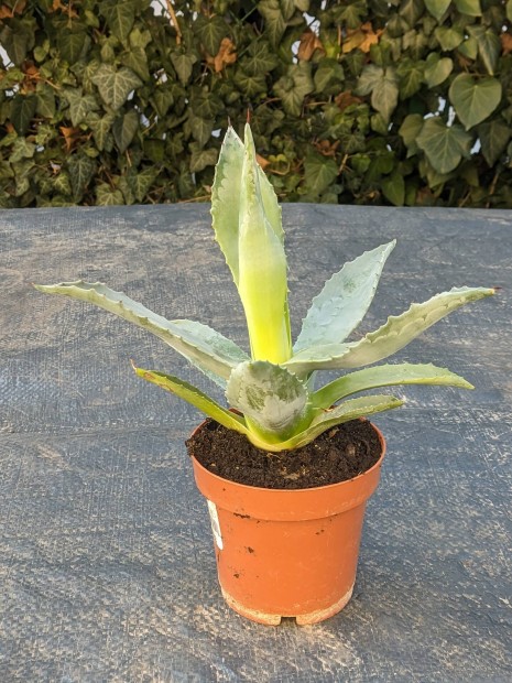 agave kaktusz 