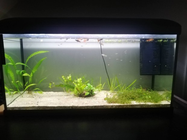 akvrium 100l 