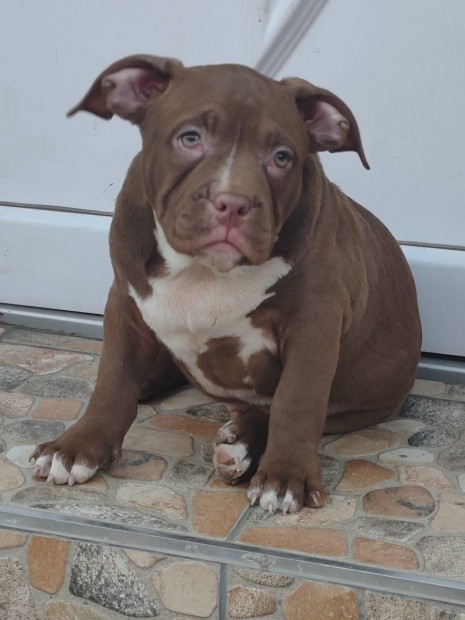 american bully kiskutyk ingyen elvihet 