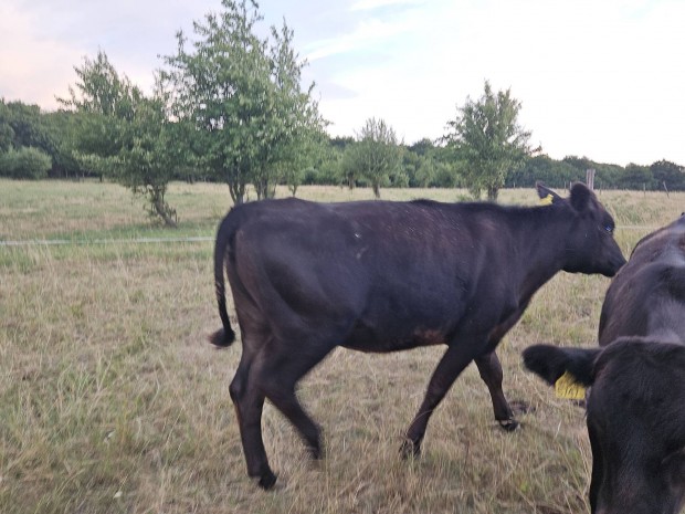 angus bika borjak es tink eladk