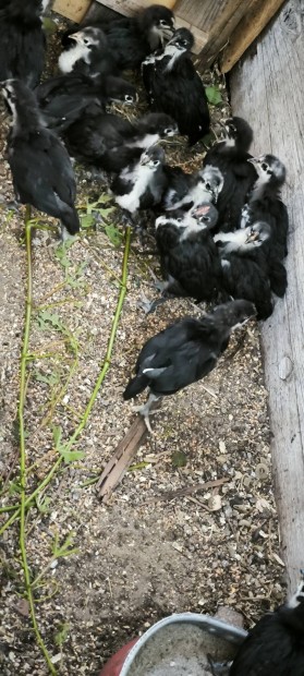 australorp elnevelt ?