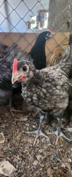 australorp kakasok