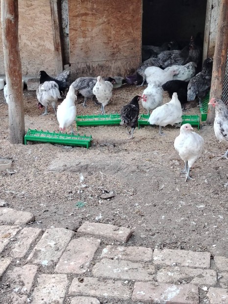 australorp nvendkek 4+1 eladk 