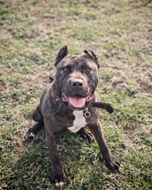 bandog jelleg szuka 