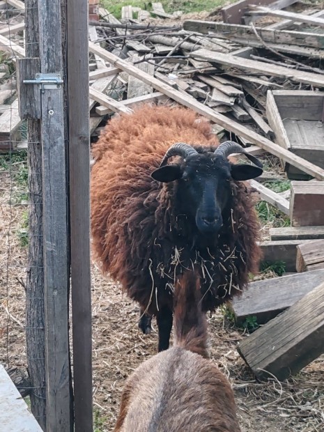 birka  tokly� elad�