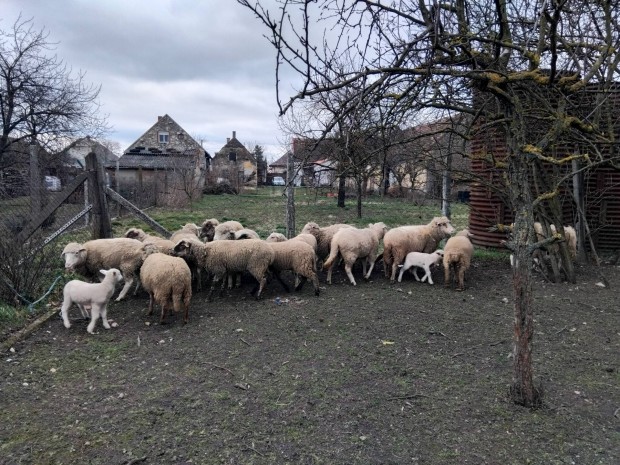 birka b�r�ny elad� 