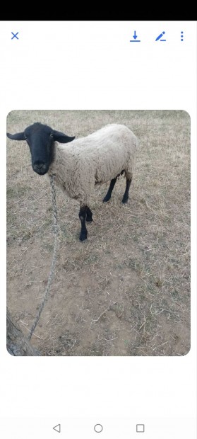birka juh kos 