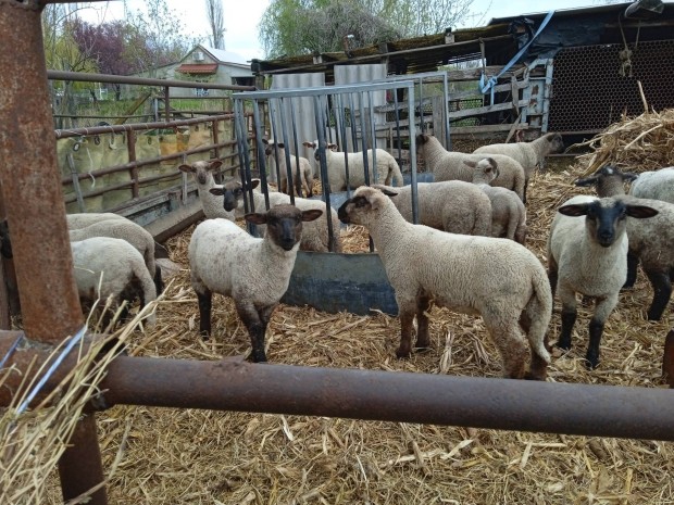 birka juh suffolk kóstol merino anyától 2 db bárány eladó