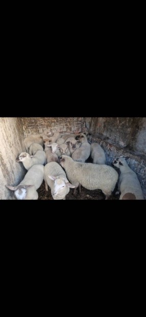 birk�t - kecsk�t- b�r�nyokat veszek