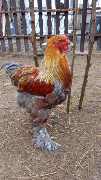 brahma kakasok
