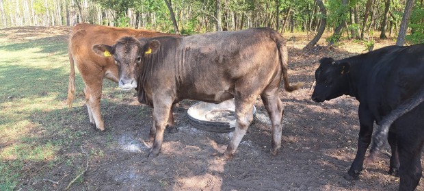 charolais limousin szk 6db